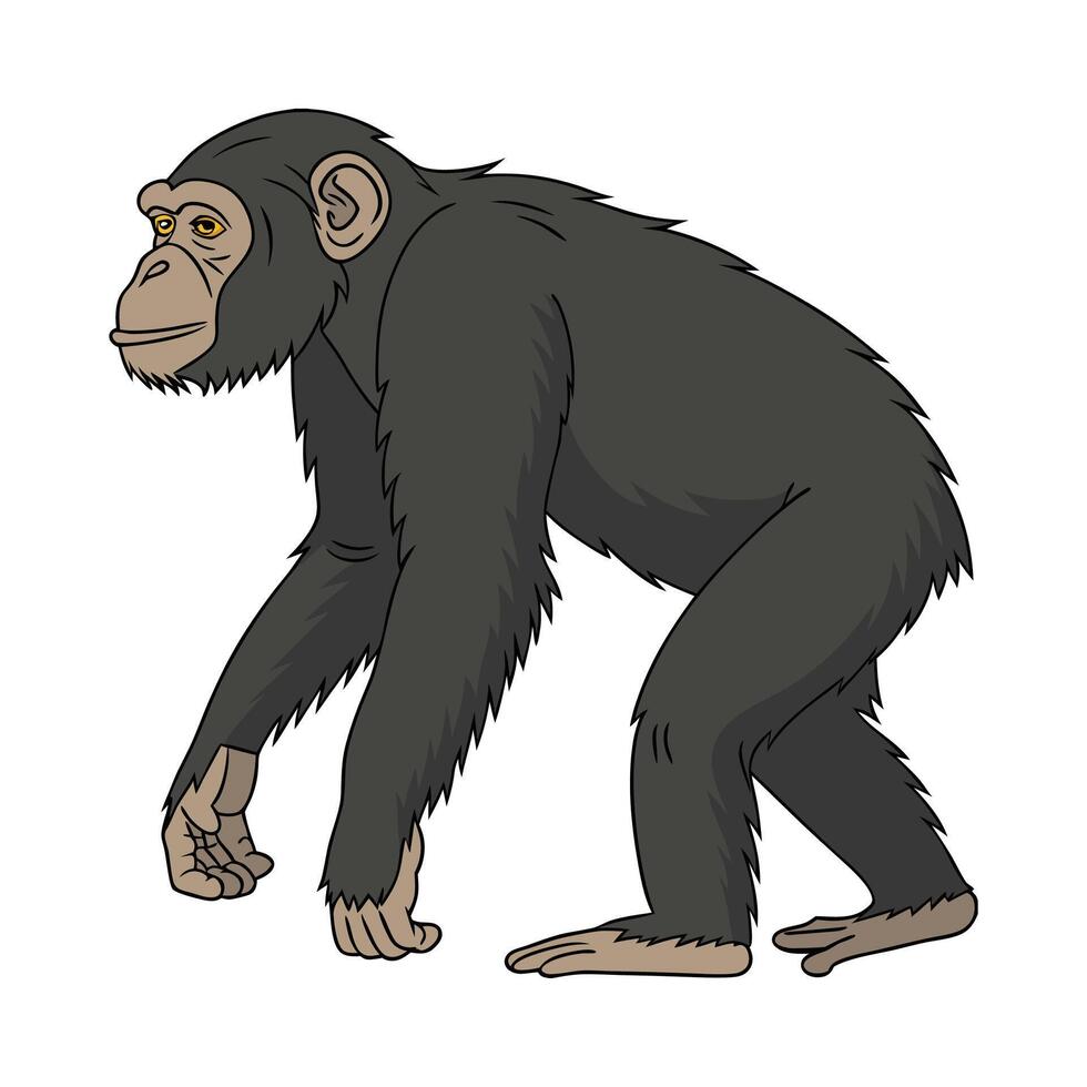 Adorable Common Chimpanzee Graphic vector