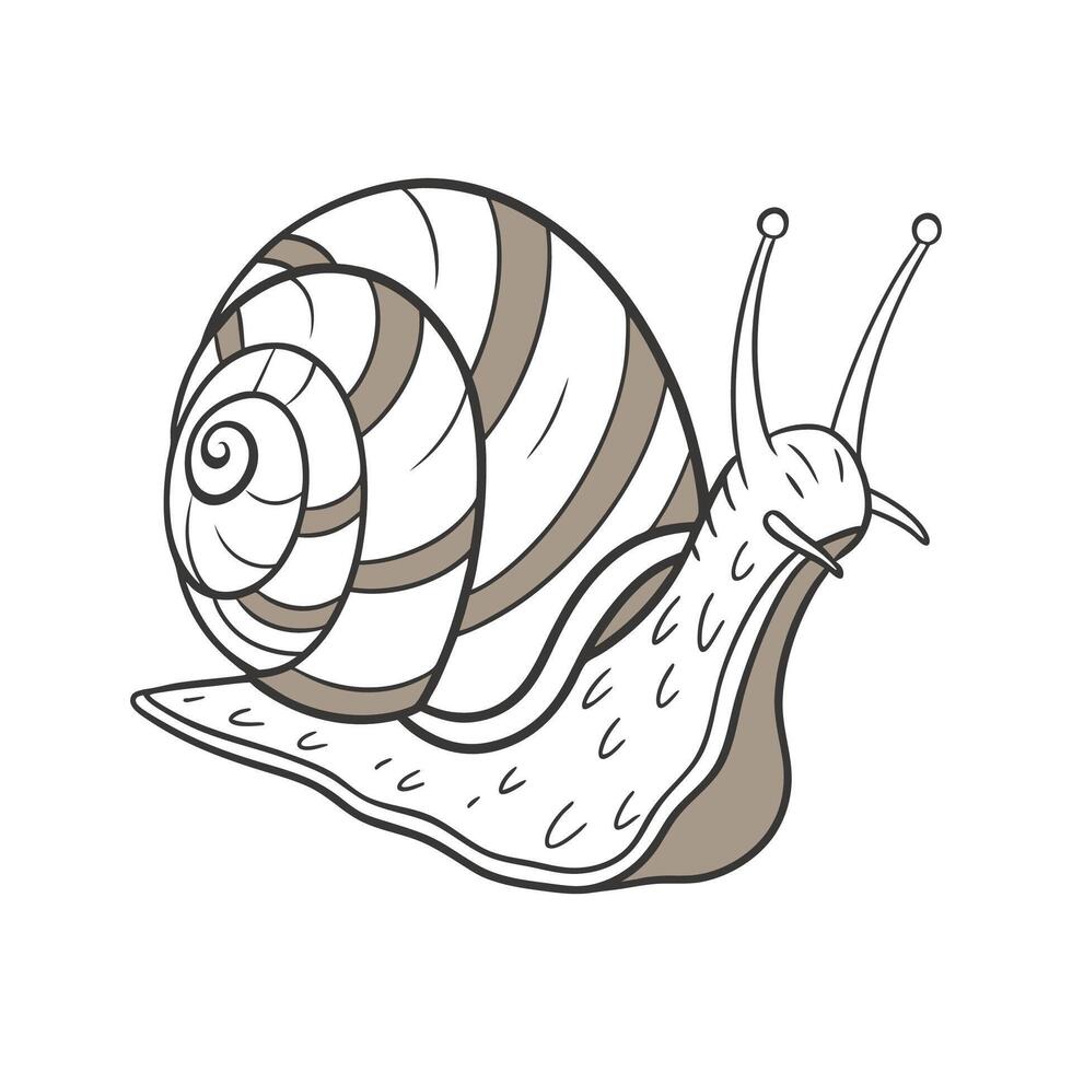 Common Garden Snail on White Background vector