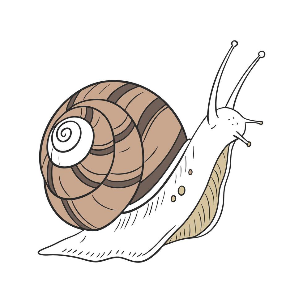 Stylish Common Garden Snail Illustration vector