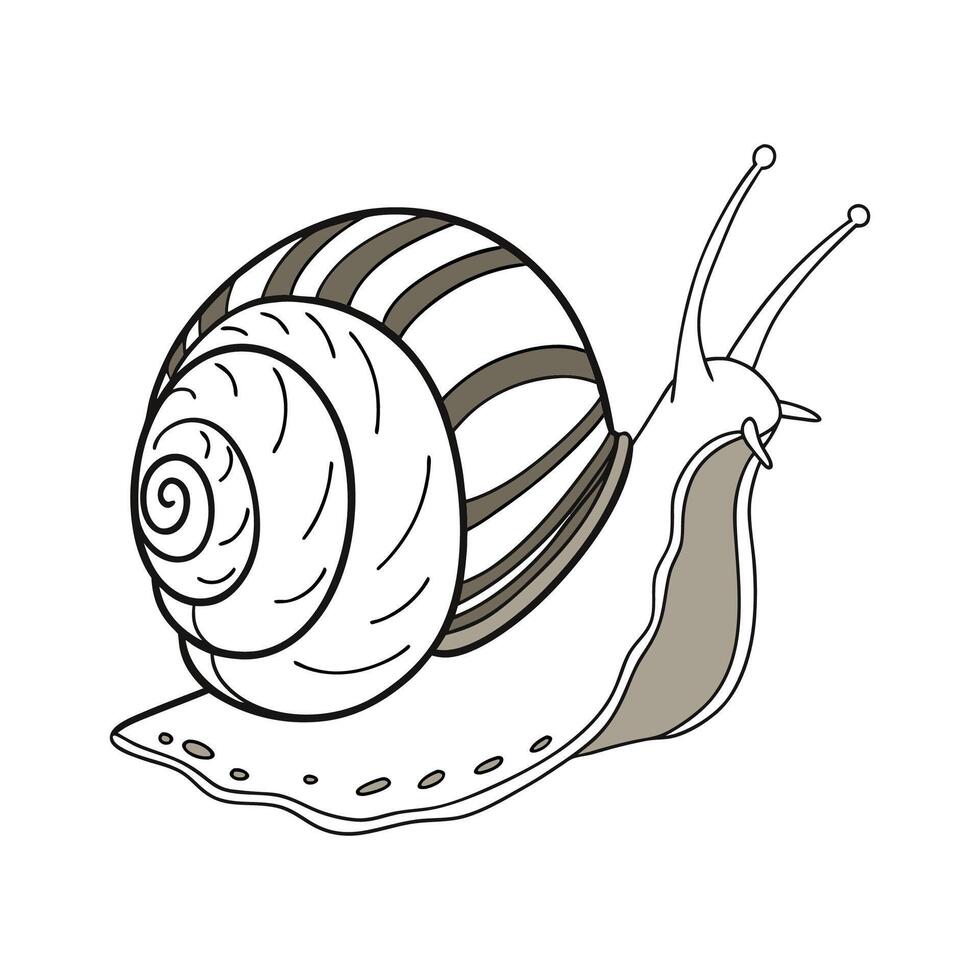 Charming Common Garden Snail Design vector