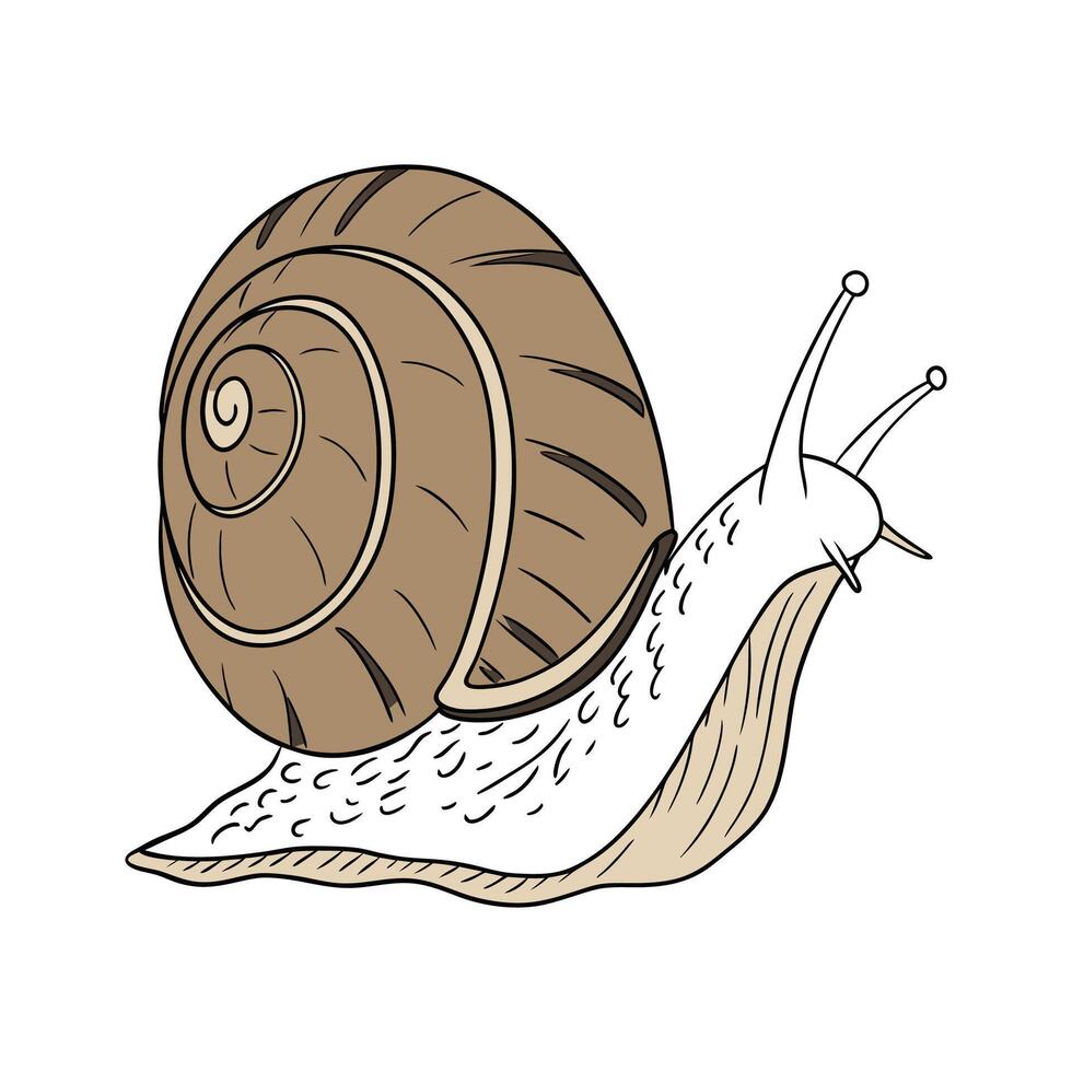 Adorable Common Garden Snail Graphic vector