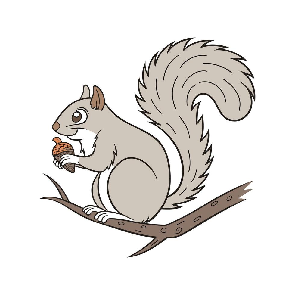Common Squirrel on White Background vector