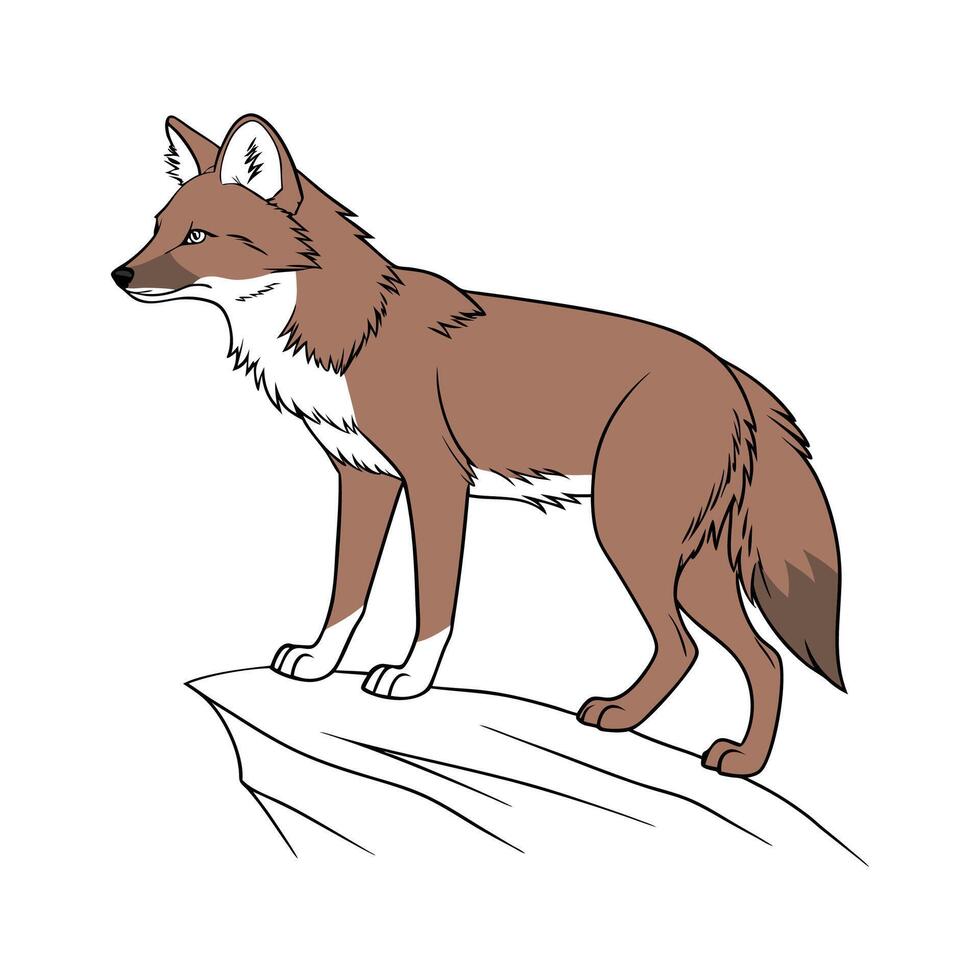 Dhole on White Background vector