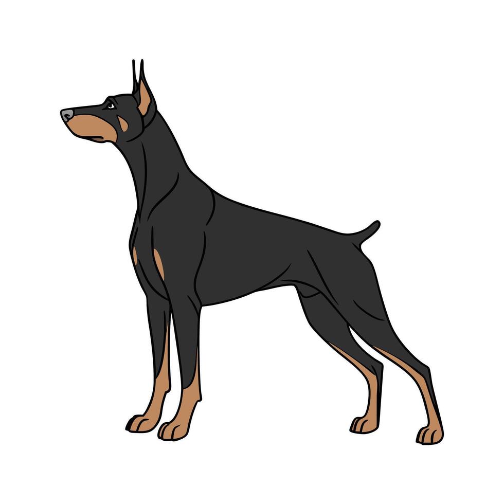 Doberman Pinscher on White Background vector