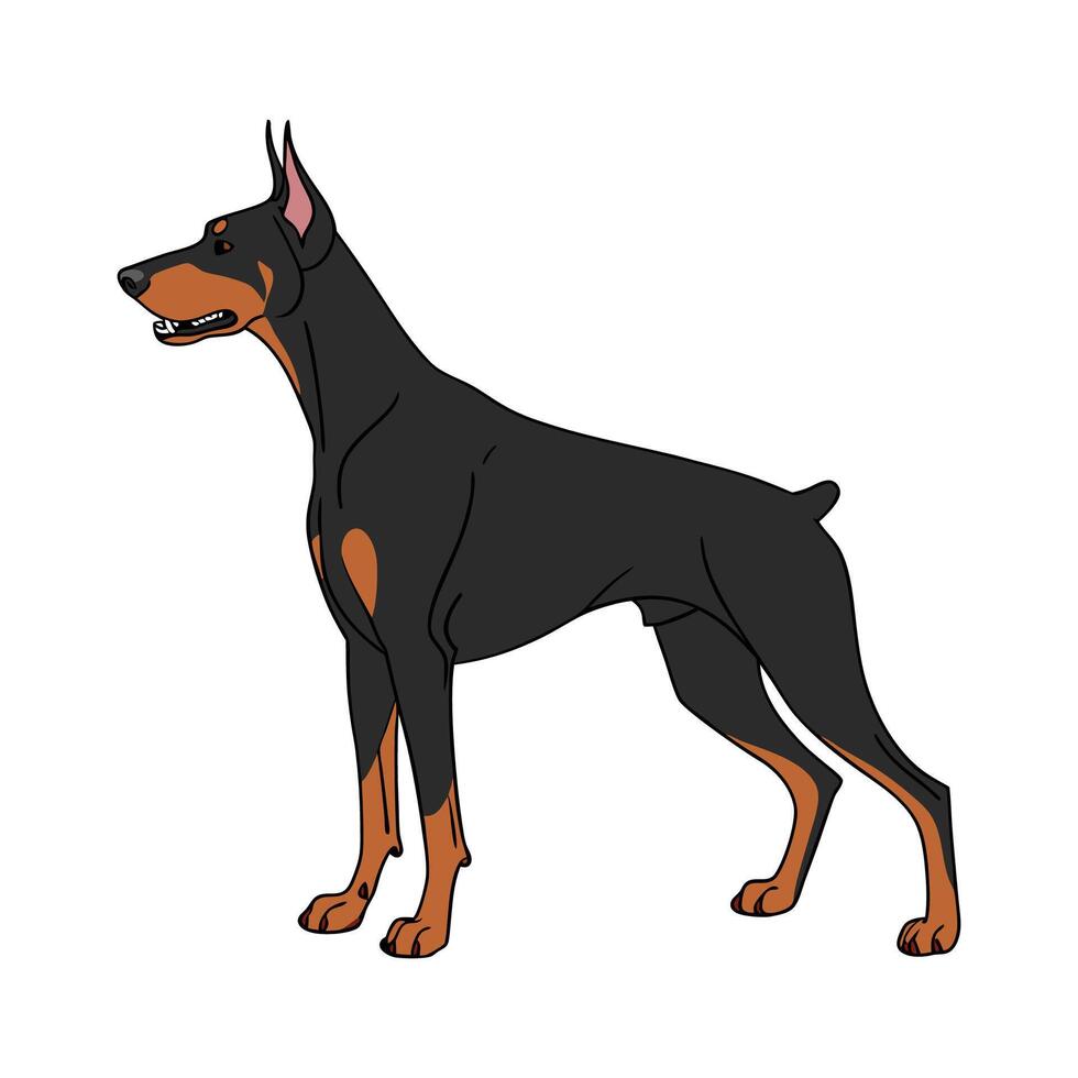 Charming Doberman Pinscher Design vector