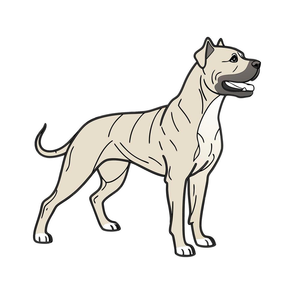 Strong Dogo Canario Posed on White Background vector