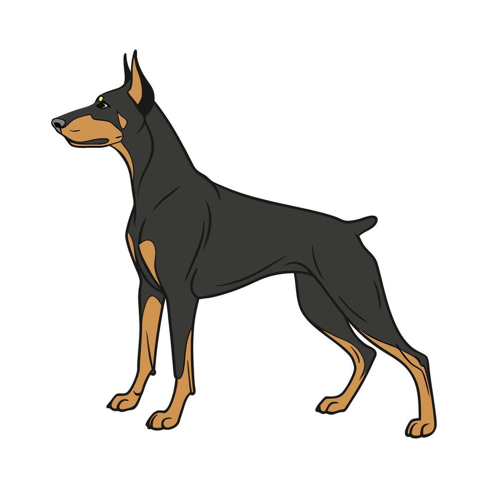Elegant Doberman Pinscher Against White Canvas vector