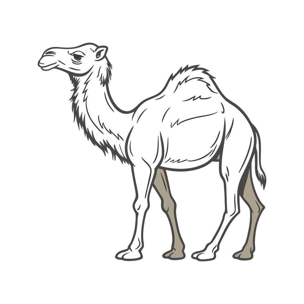Elegant Dromedary Camel on Clean Canvas vector