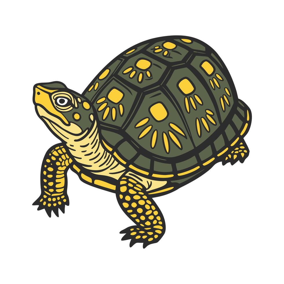 Elegant Eastern Box Turtle Posed on White Canvas vector