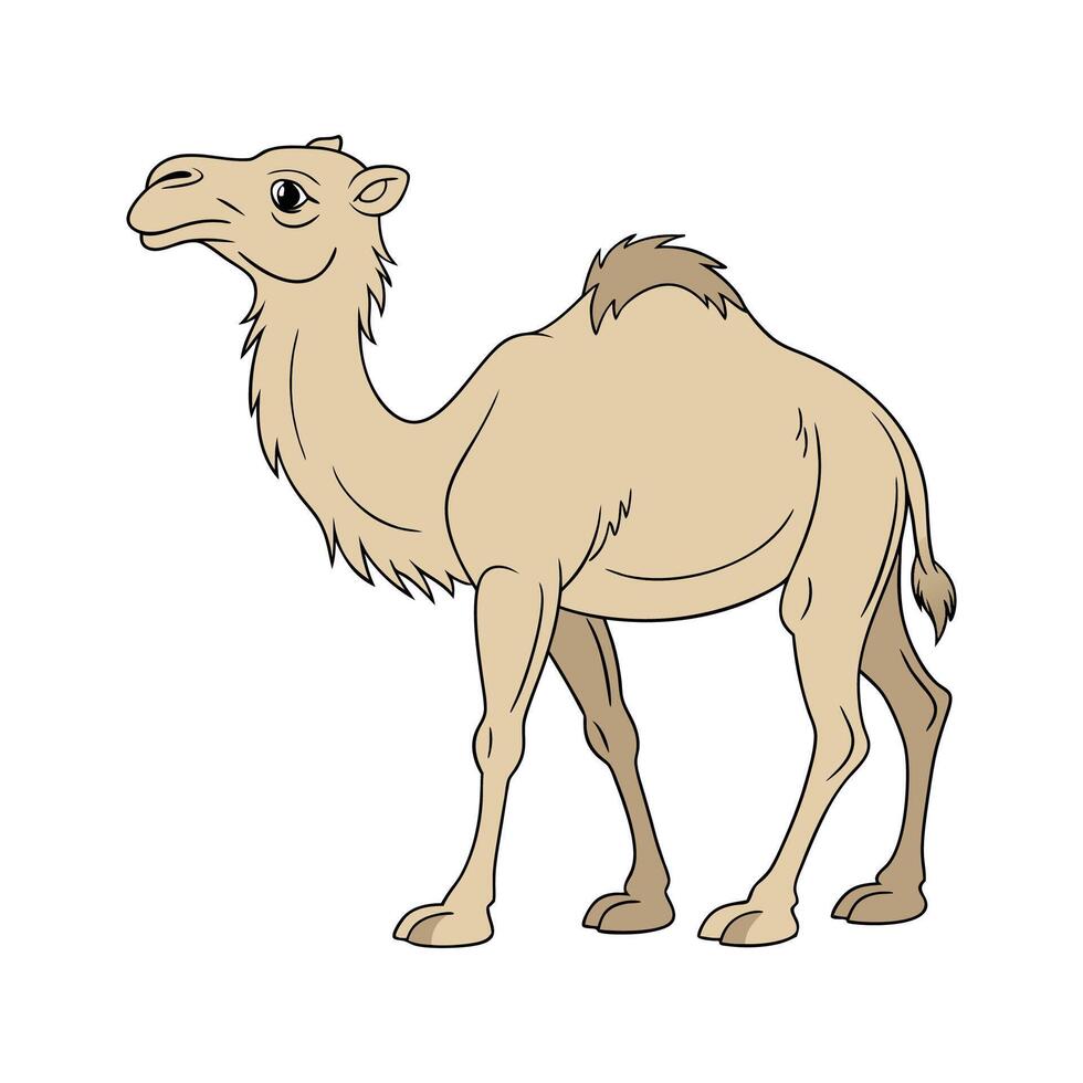 Dromedary Camel Standing on White Background vector