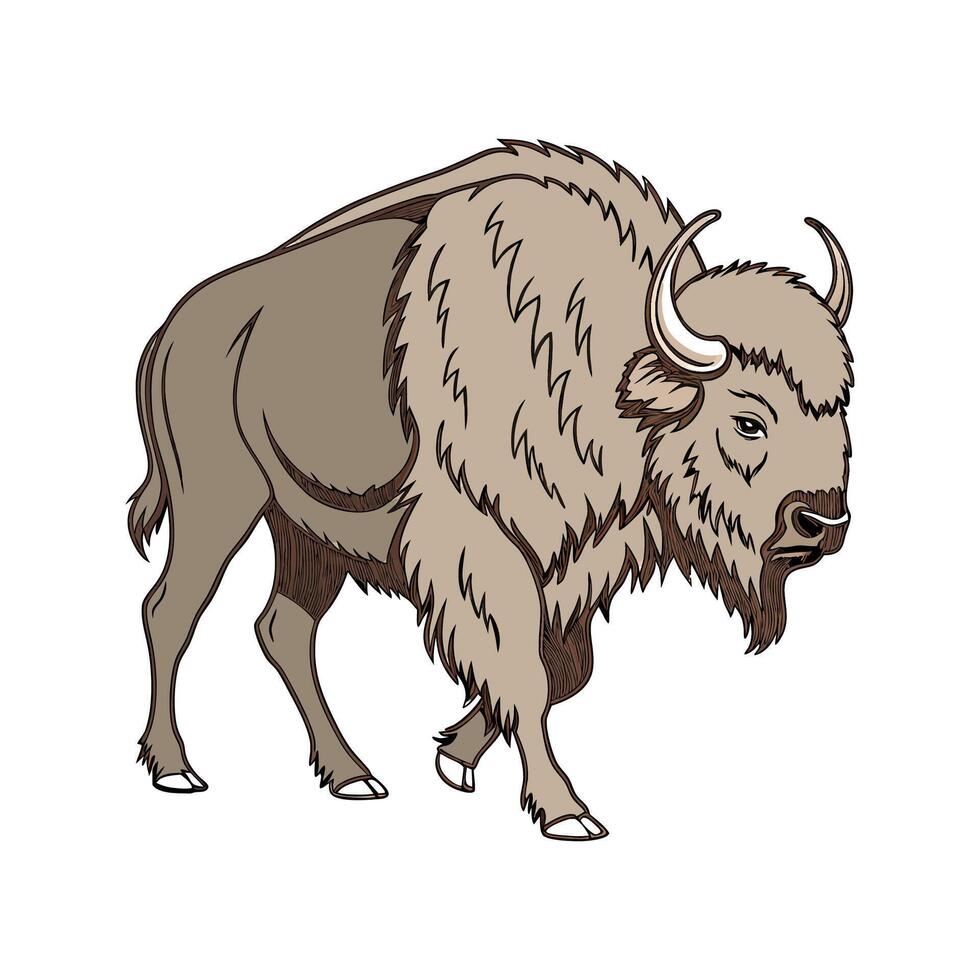 Impressive Eurasian Bison on White Background vector