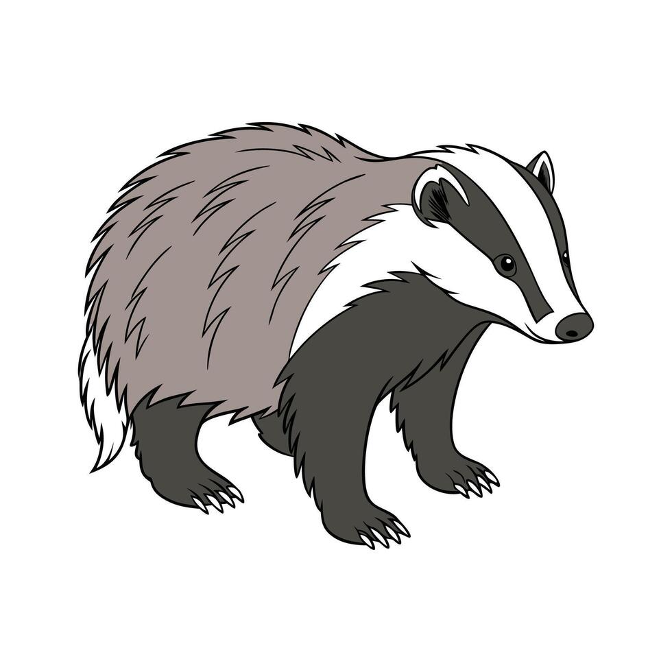 Cute European Badger Standing on White Background vector