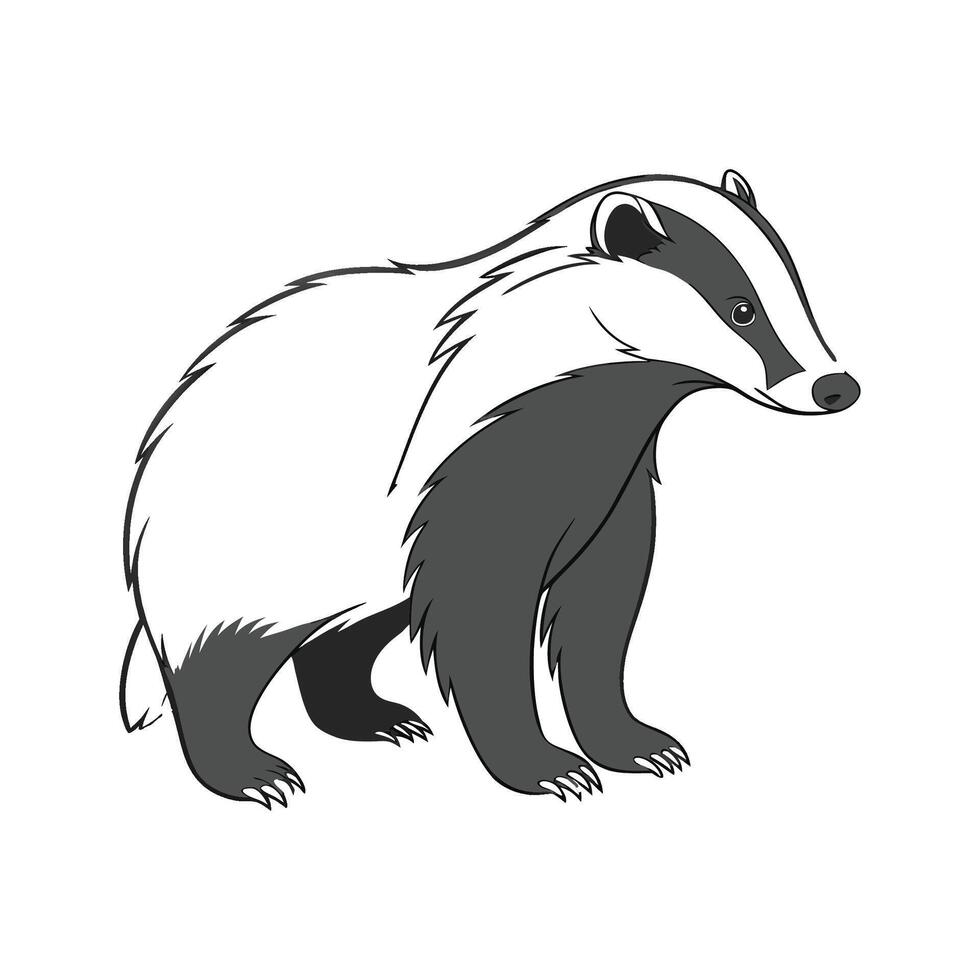 Charming European Badger Posed on White Background vector