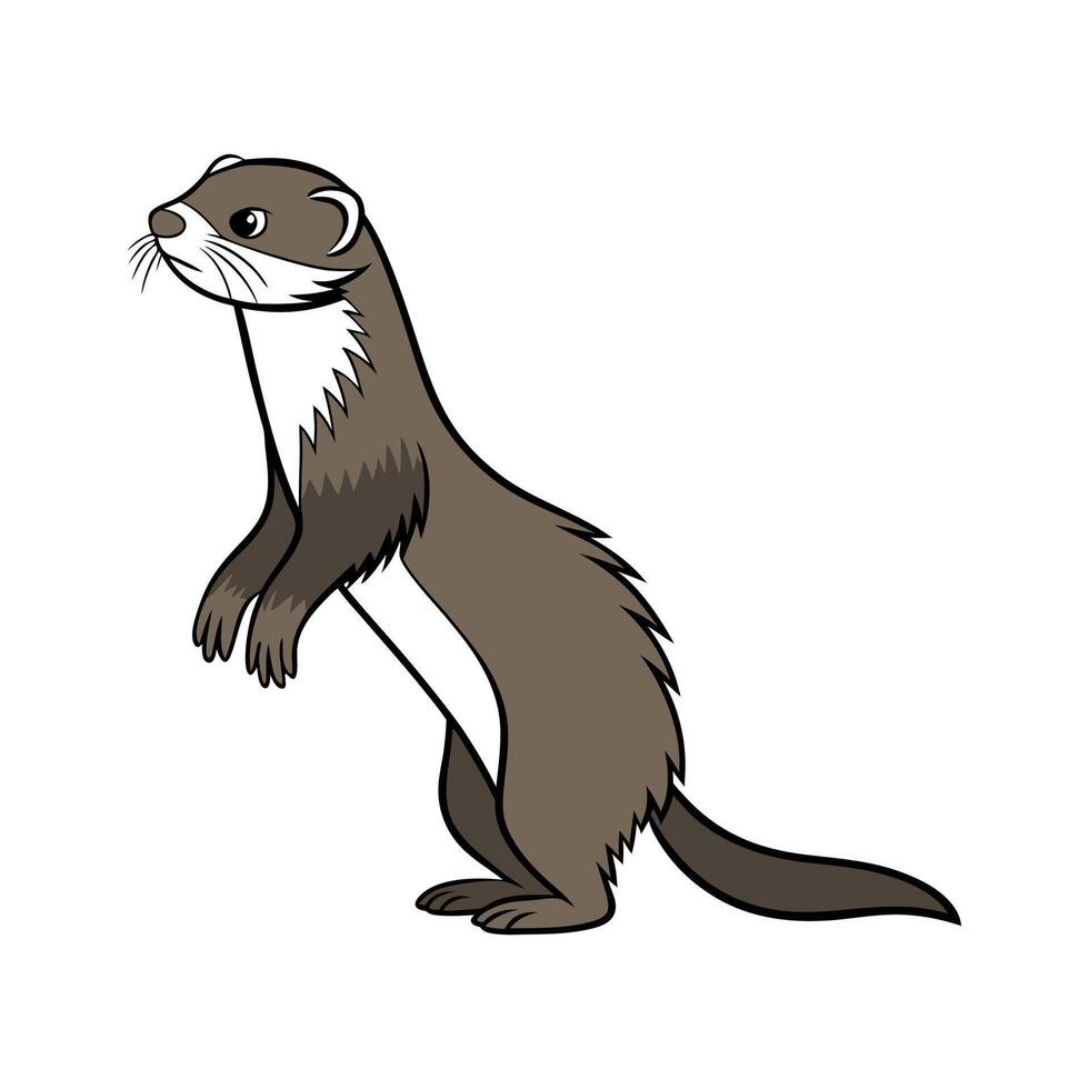 Happy European Ferret on a White Background vector