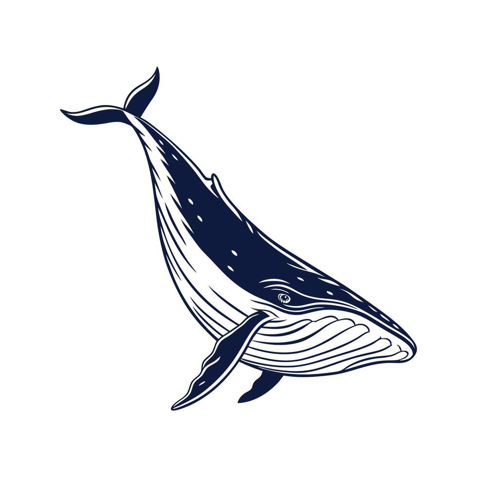 Stately Fin Whale Posed Against White Surface vector