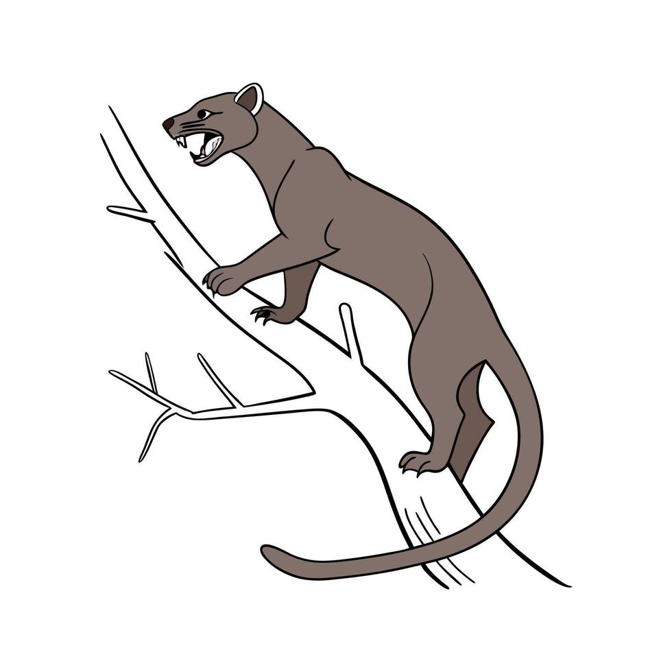Elegant Fossa on White Background Highlighting Their Grace vector