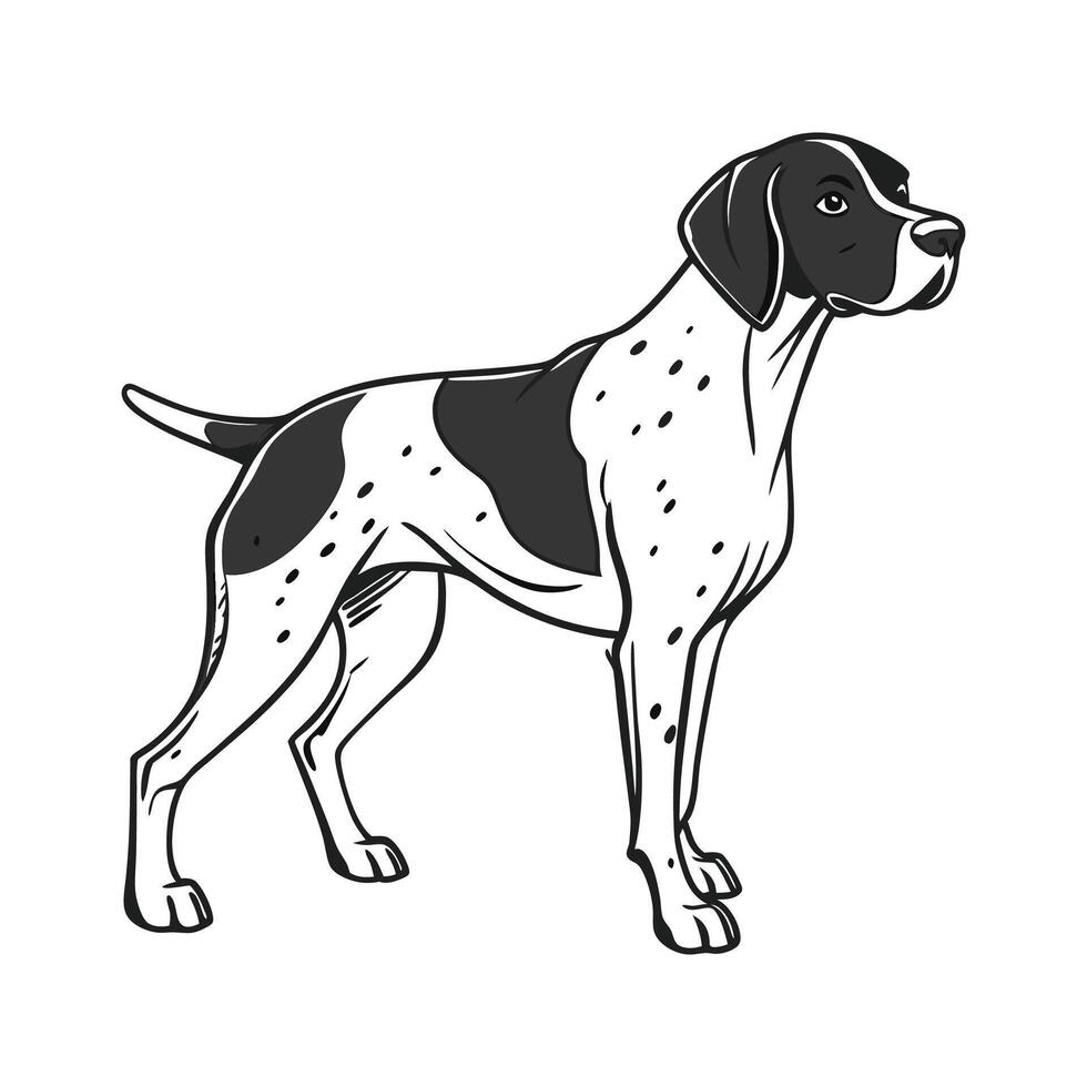 Beautiful German Shorthaired Pointer on White Background vector