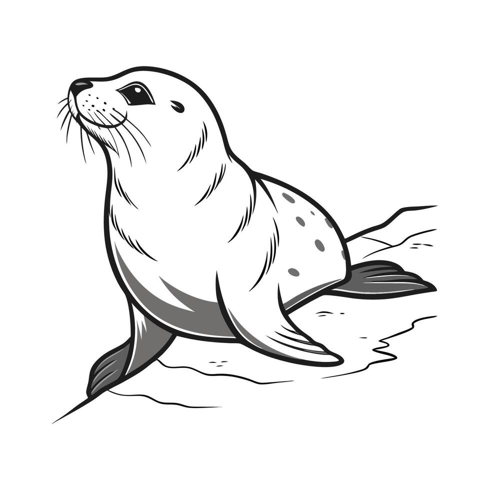 Lovely Harp Seal on White Background vector