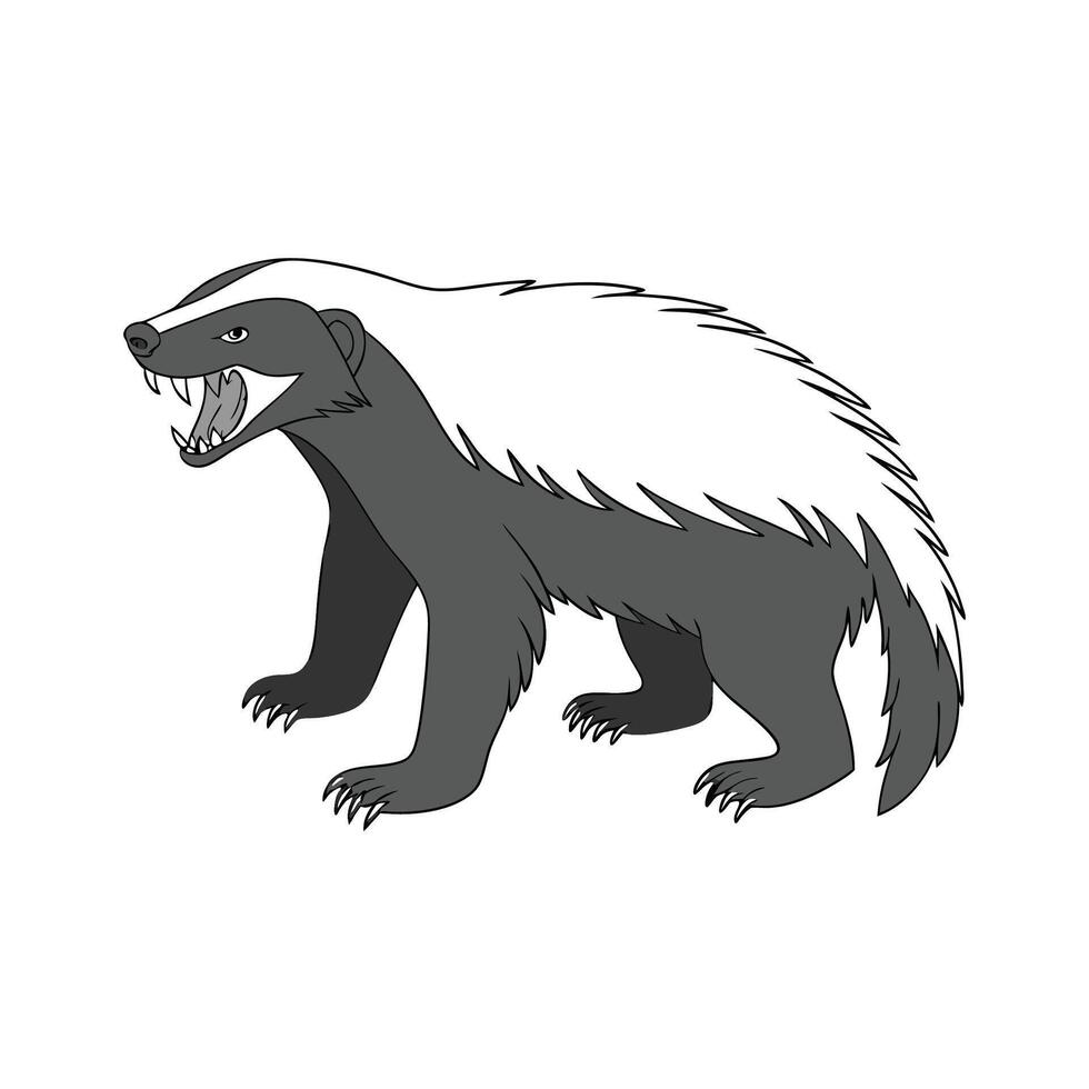 Fierce Honey Badger on White Background vector