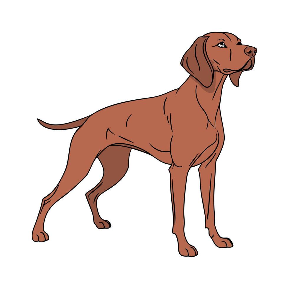Impressive Hungarian Vizsla Against White Surface vector