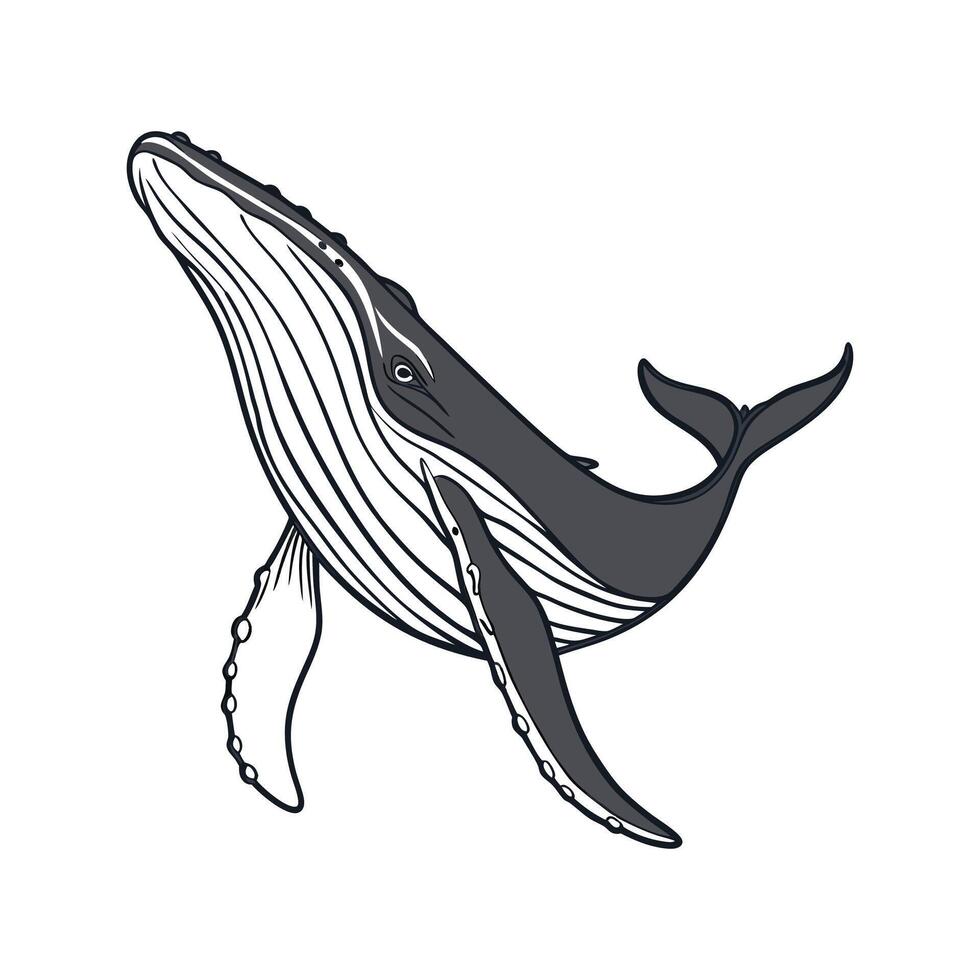 Graceful Humpback Whale Displayed on White Surface vector