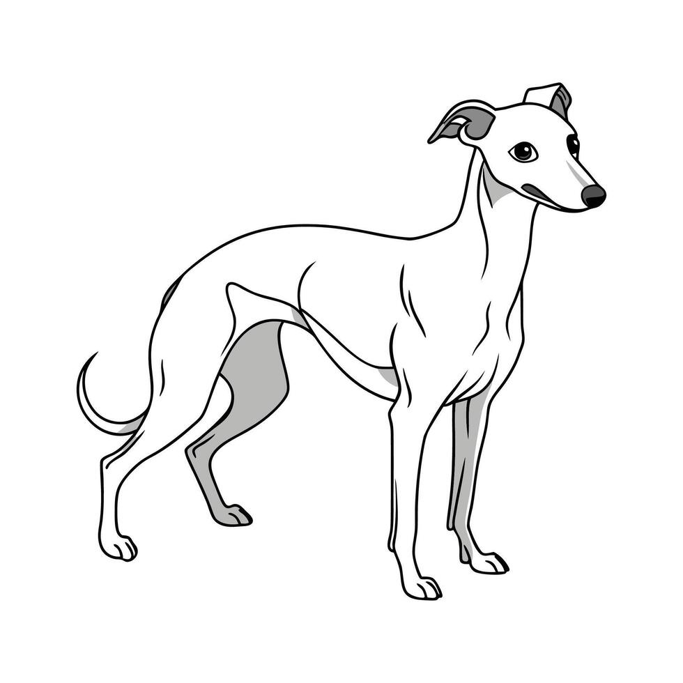 Impressive Italian Greyhound Against White Background vector