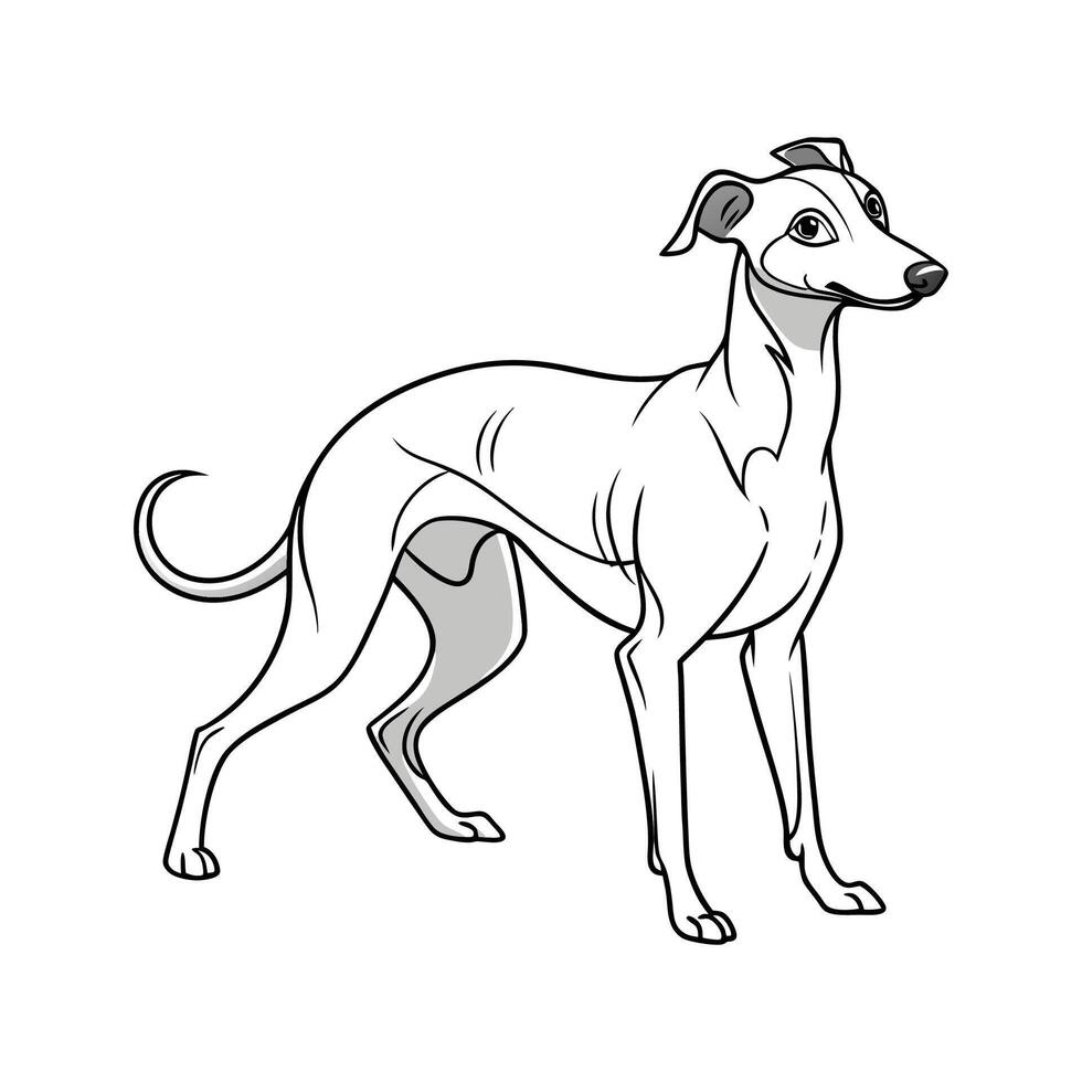 Elegant Italian Greyhound on White Surface vector