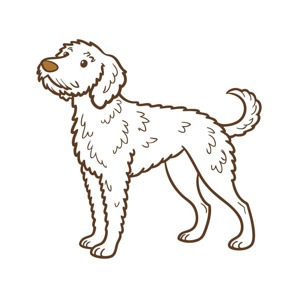 Lagotto Romagnolo on a White Background vector