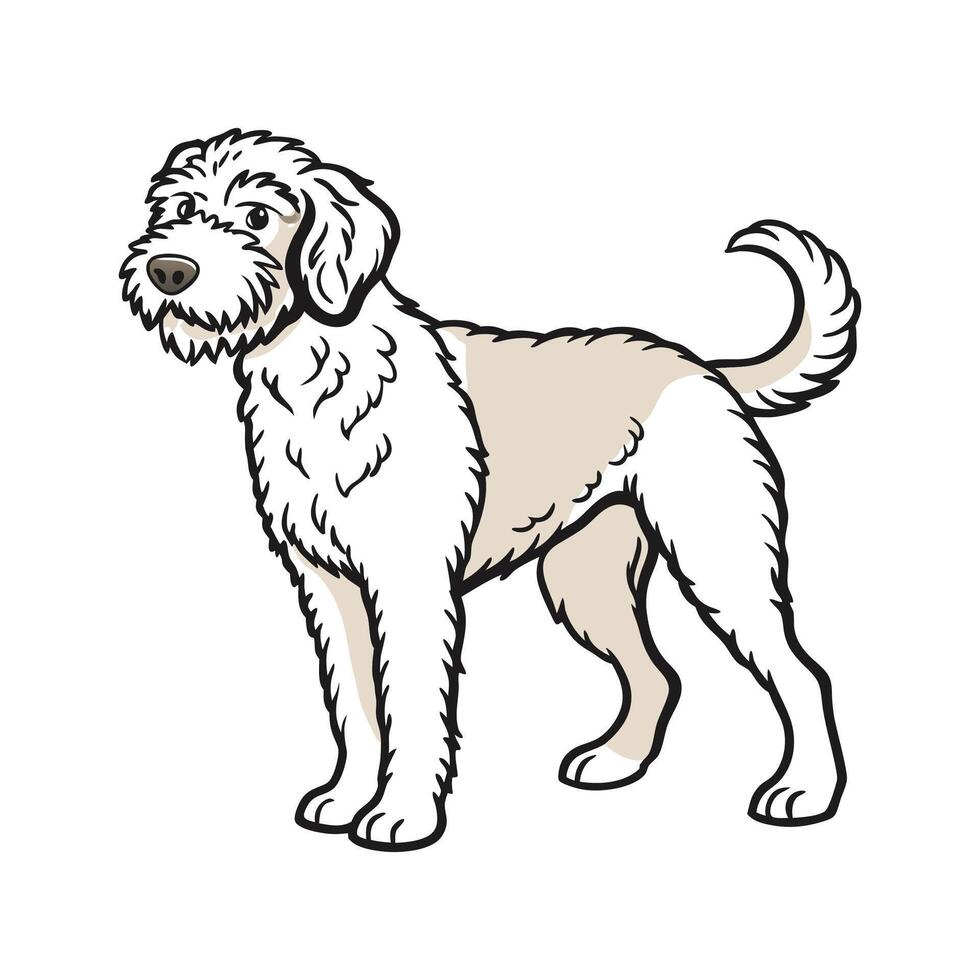 Lagotto Romagnolo CloseUp vector