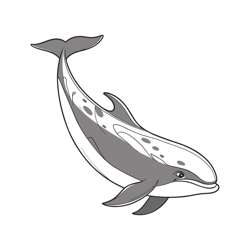 LongFinned Pilot Whale CloseUp vector