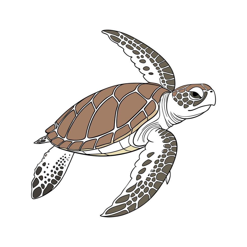 Loggerhead Turtle CloseUp vector