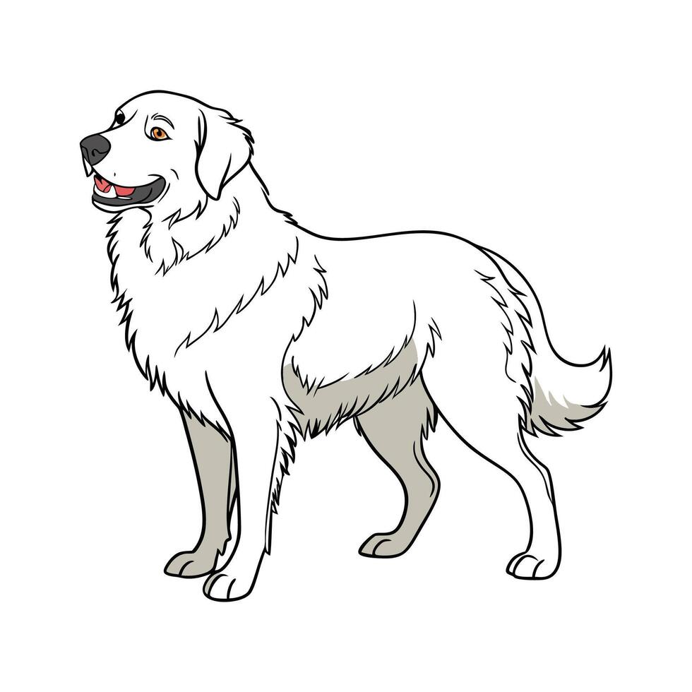 Maremma Sheepdog on White Background vector