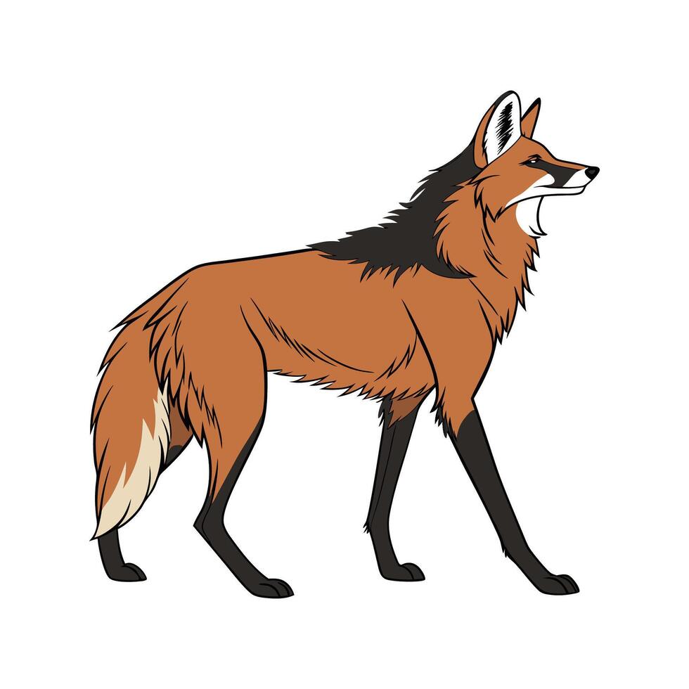 Majestic Maned Wolf on White vector