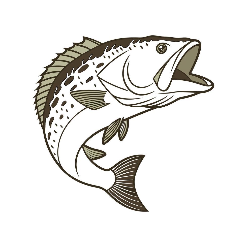 Murray Cod CloseUp vector