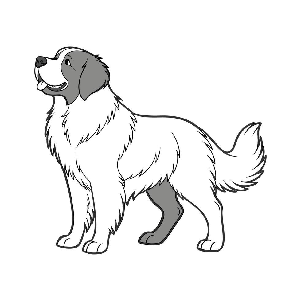 Newfoundland Dog on White Background vector