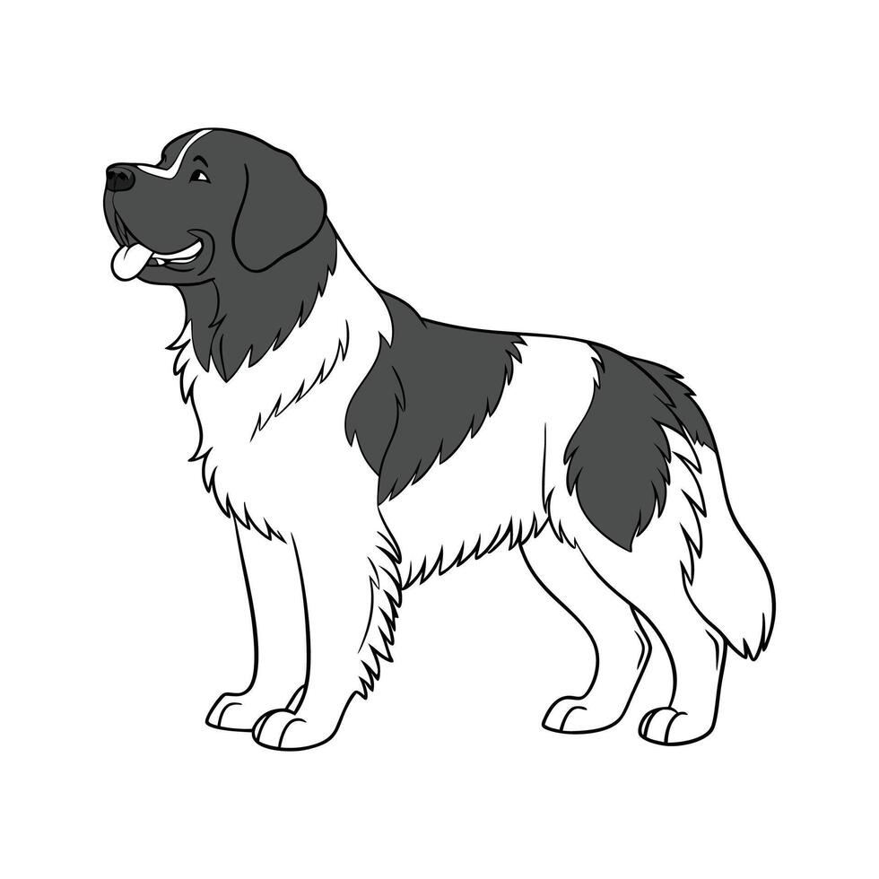 Newfoundland Dog CloseUp vector