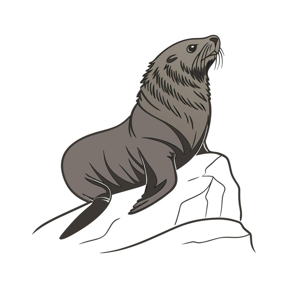 Charming Northern Fur Seal vector
