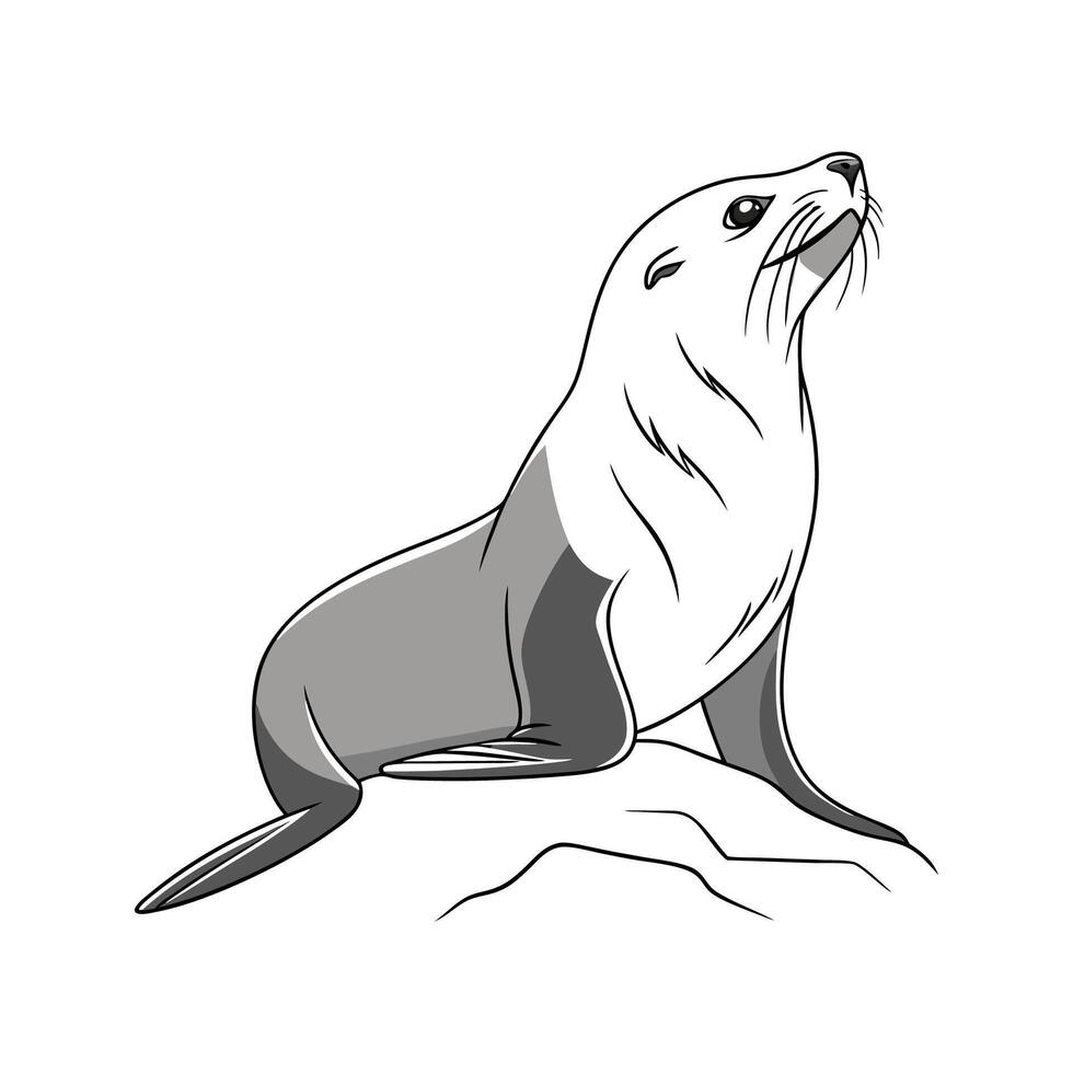 Northern Fur Seal on White vector
