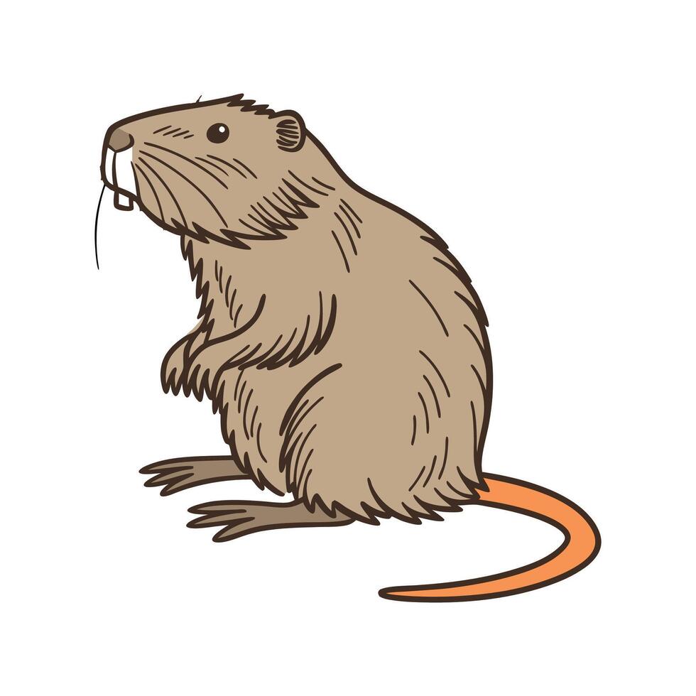 Nutria CloseUp Illustration vector
