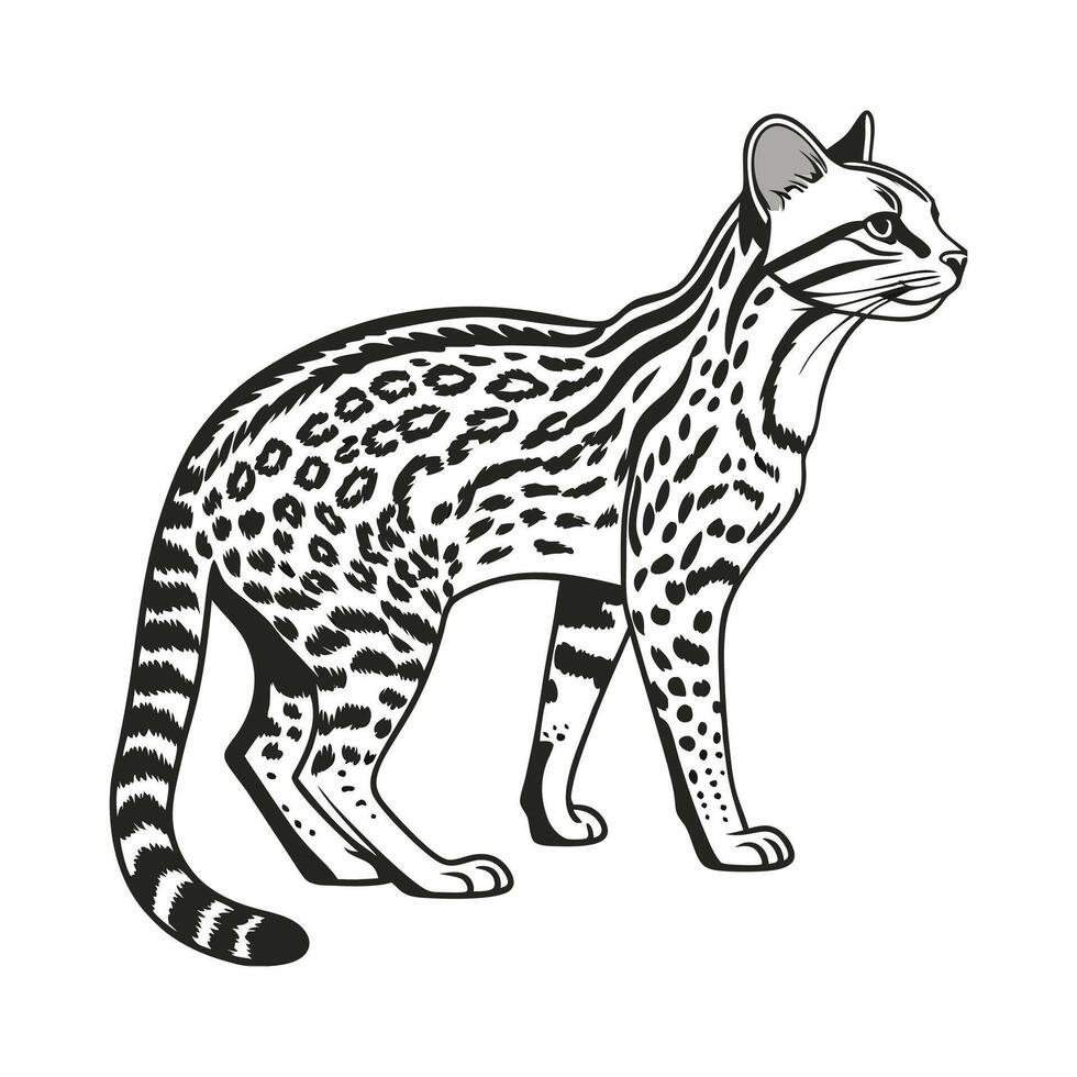 Ocelot CloseUp on White vector