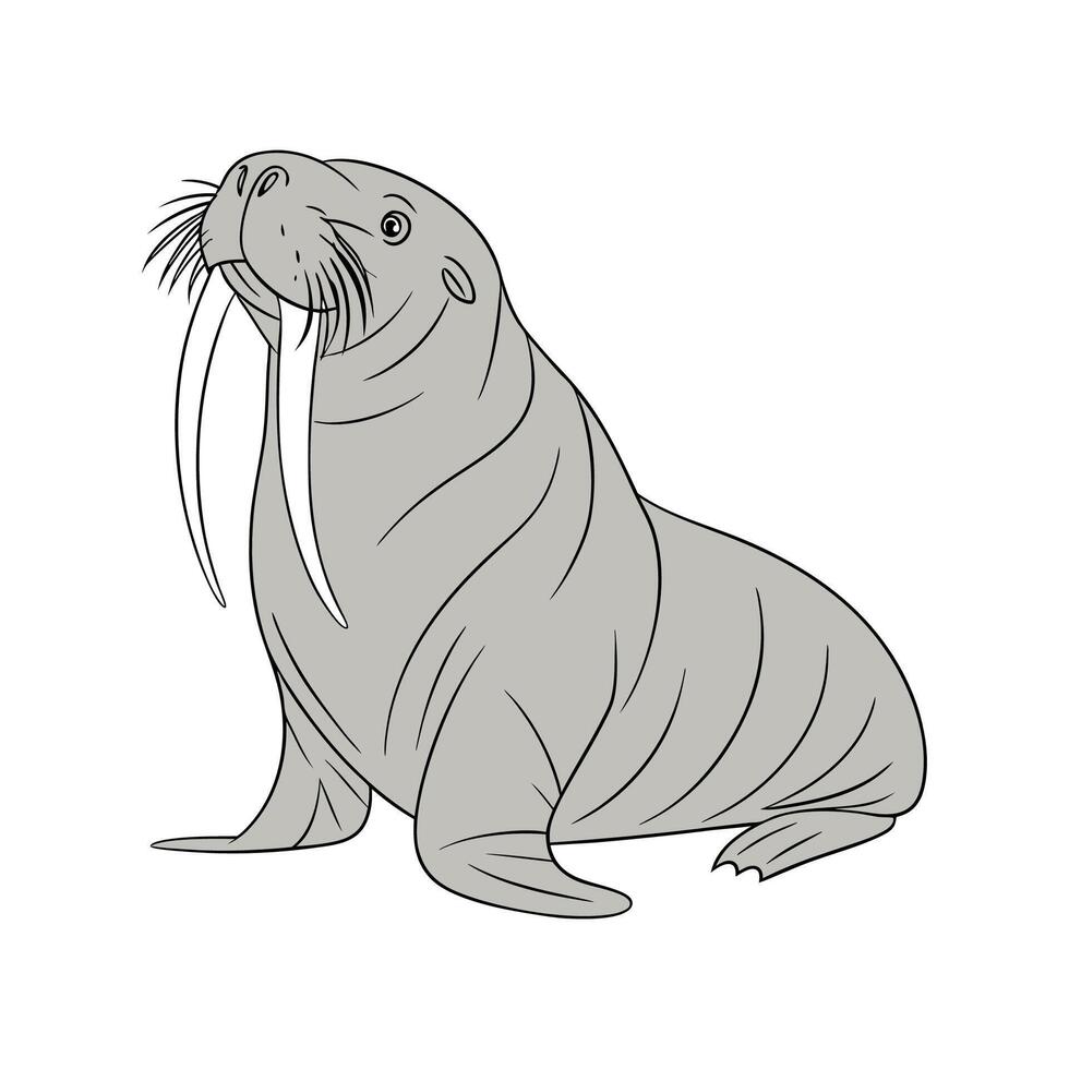 Charming Pacific Walrus vector