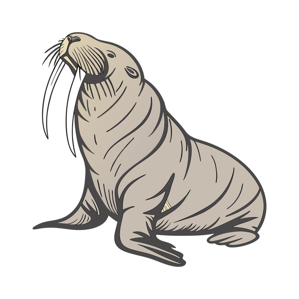 Pacific Walrus CloseUp vector