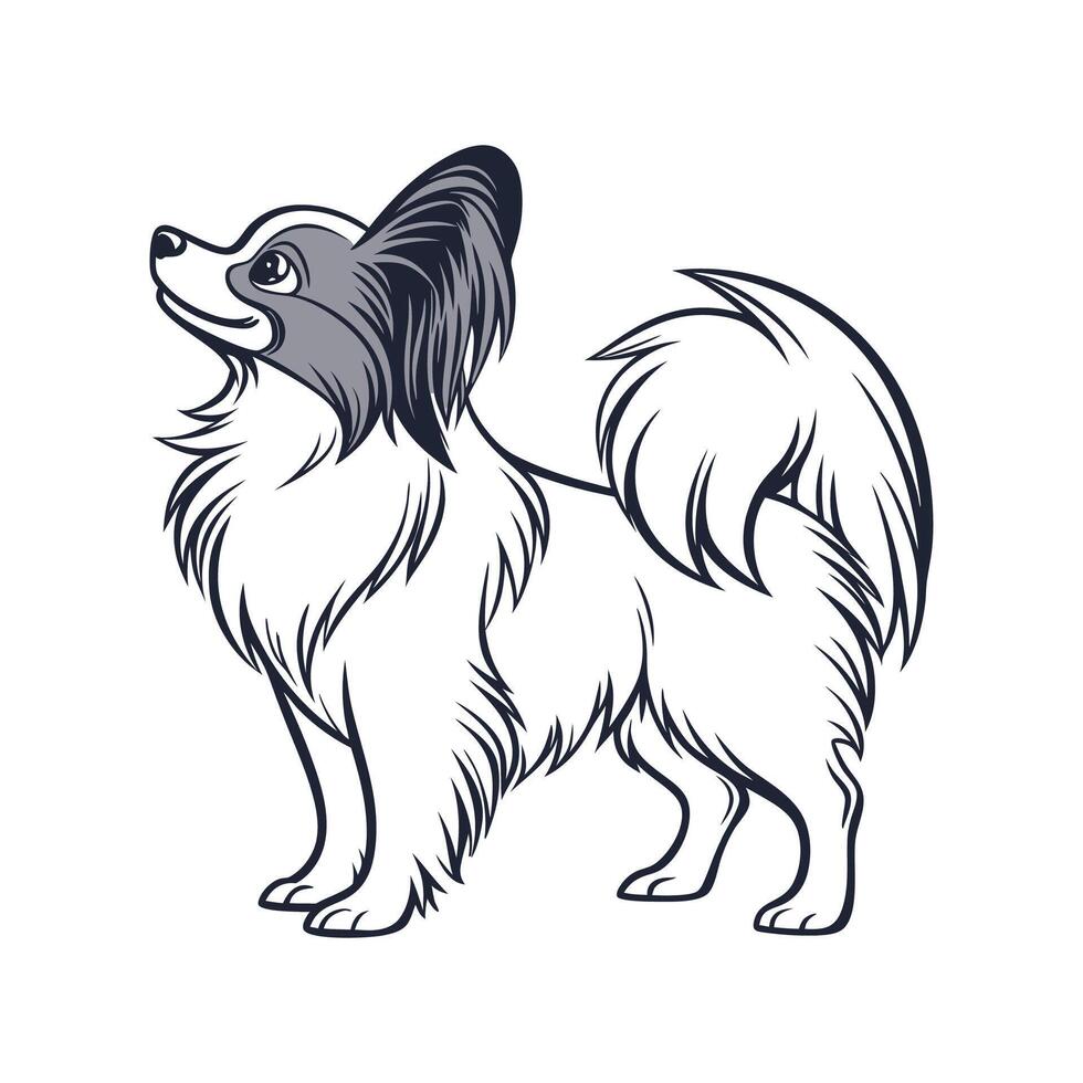 Papillon Dog CloseUp vector