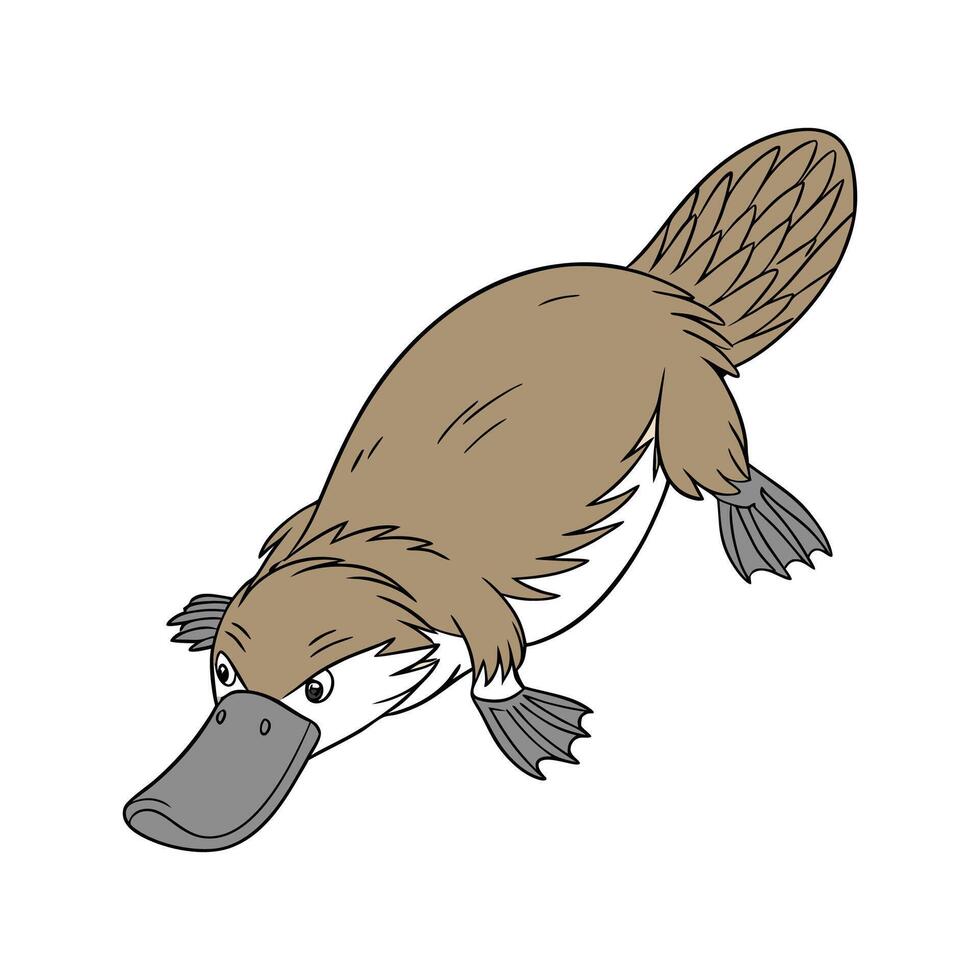 Platypus CloseUp Illustration vector