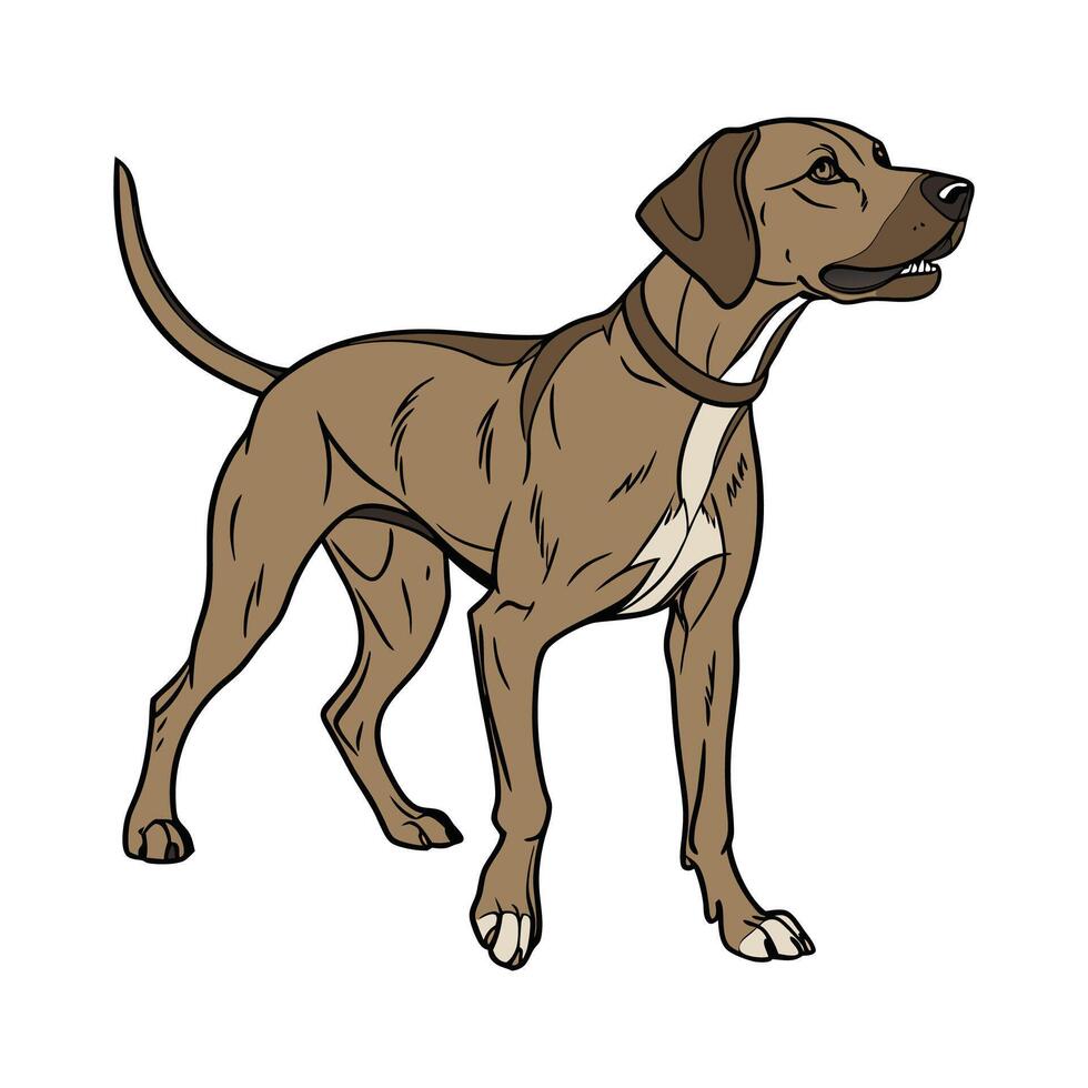 Plott Hound Dog Illustration vector