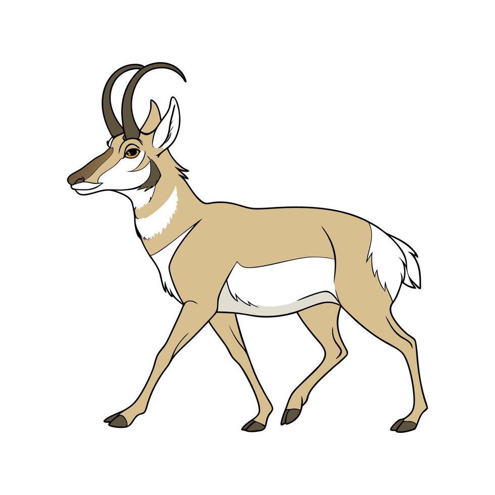 Pronghorn Antelope on White vector