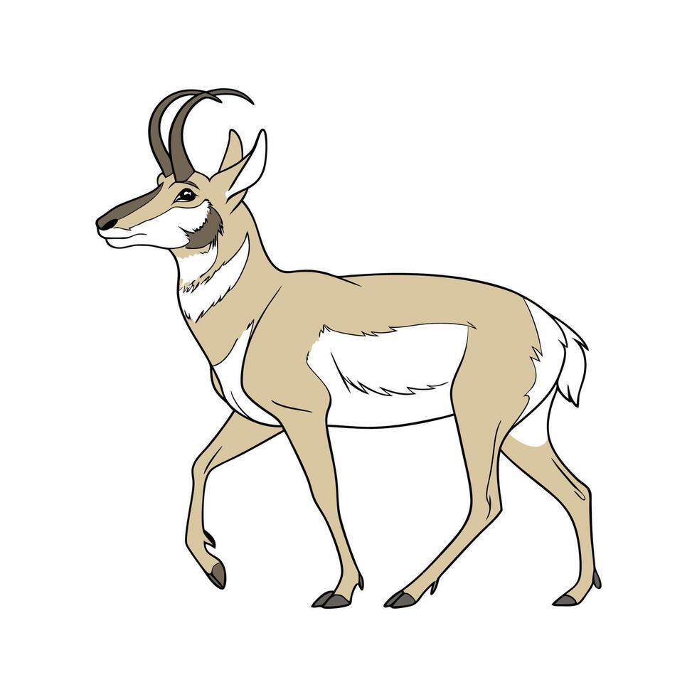 Pronghorn CloseUp Illustration vector