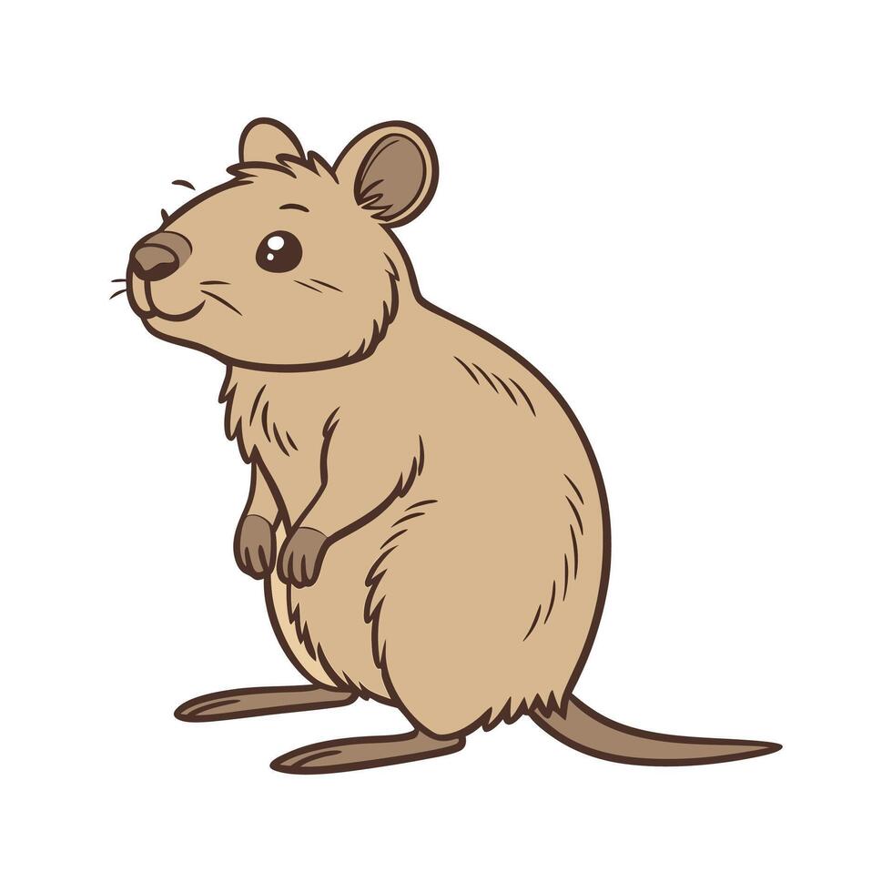 Quokka on White Background vector