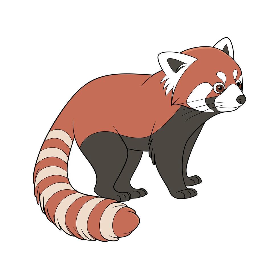 Red Panda CloseUp Illustration vector