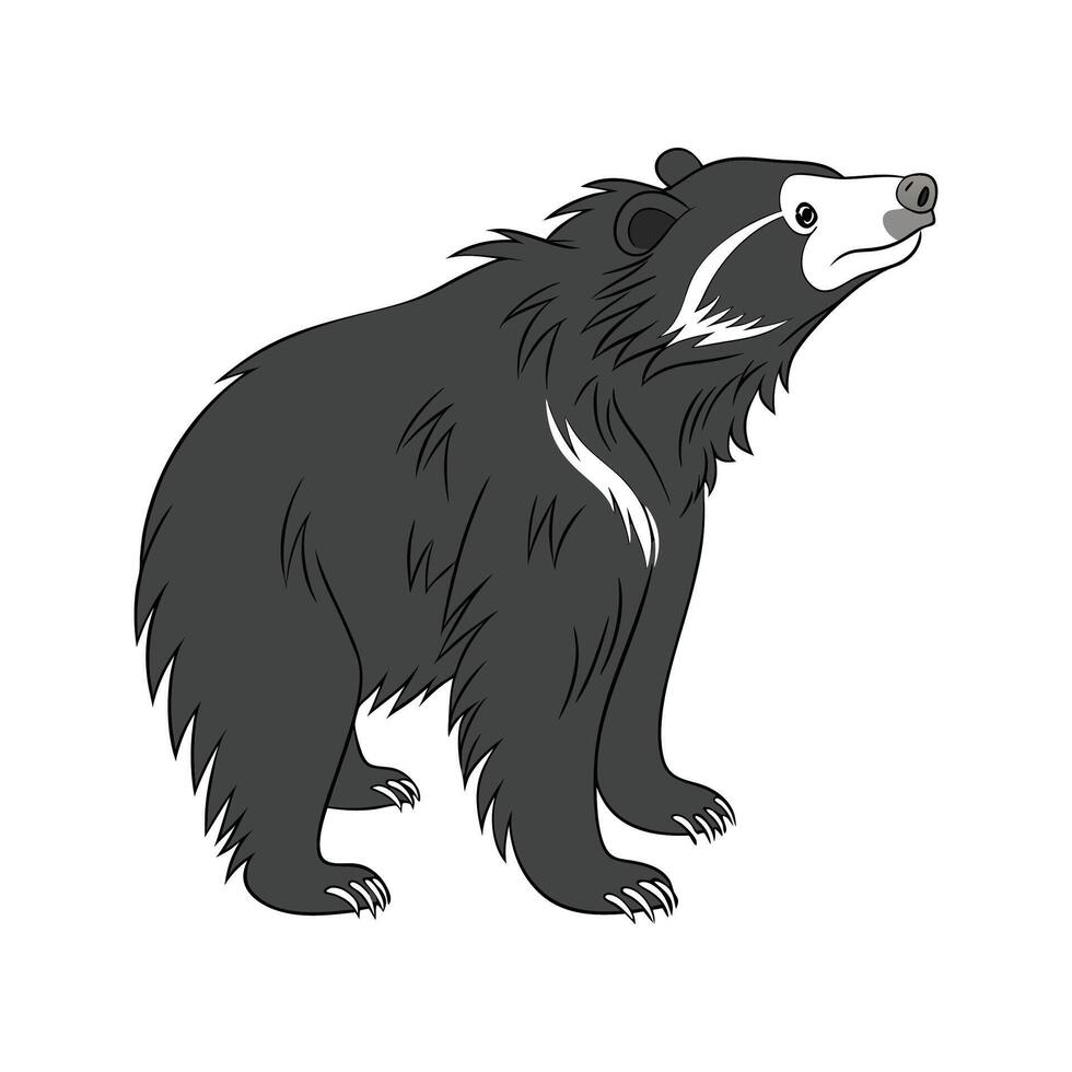 Sloth Bear on White Background vector